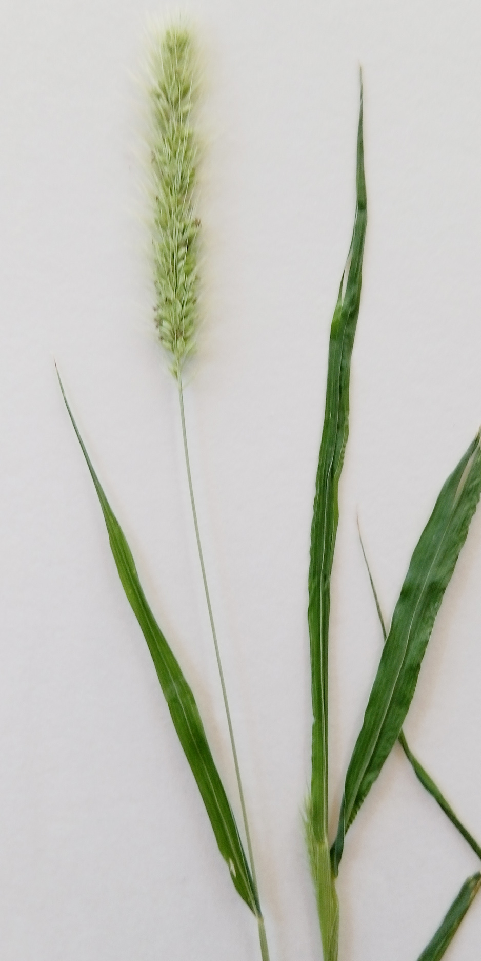 SETARIA VERTICILLATA L. - pabbio comune